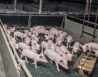 У січні Україна експортувала 149 тонн живих свиней